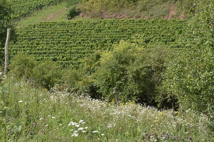 Naturschutz im Weinbau Naturschutz im Weinbau