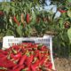 Biologischer Chili-Anbau in der Pfalz